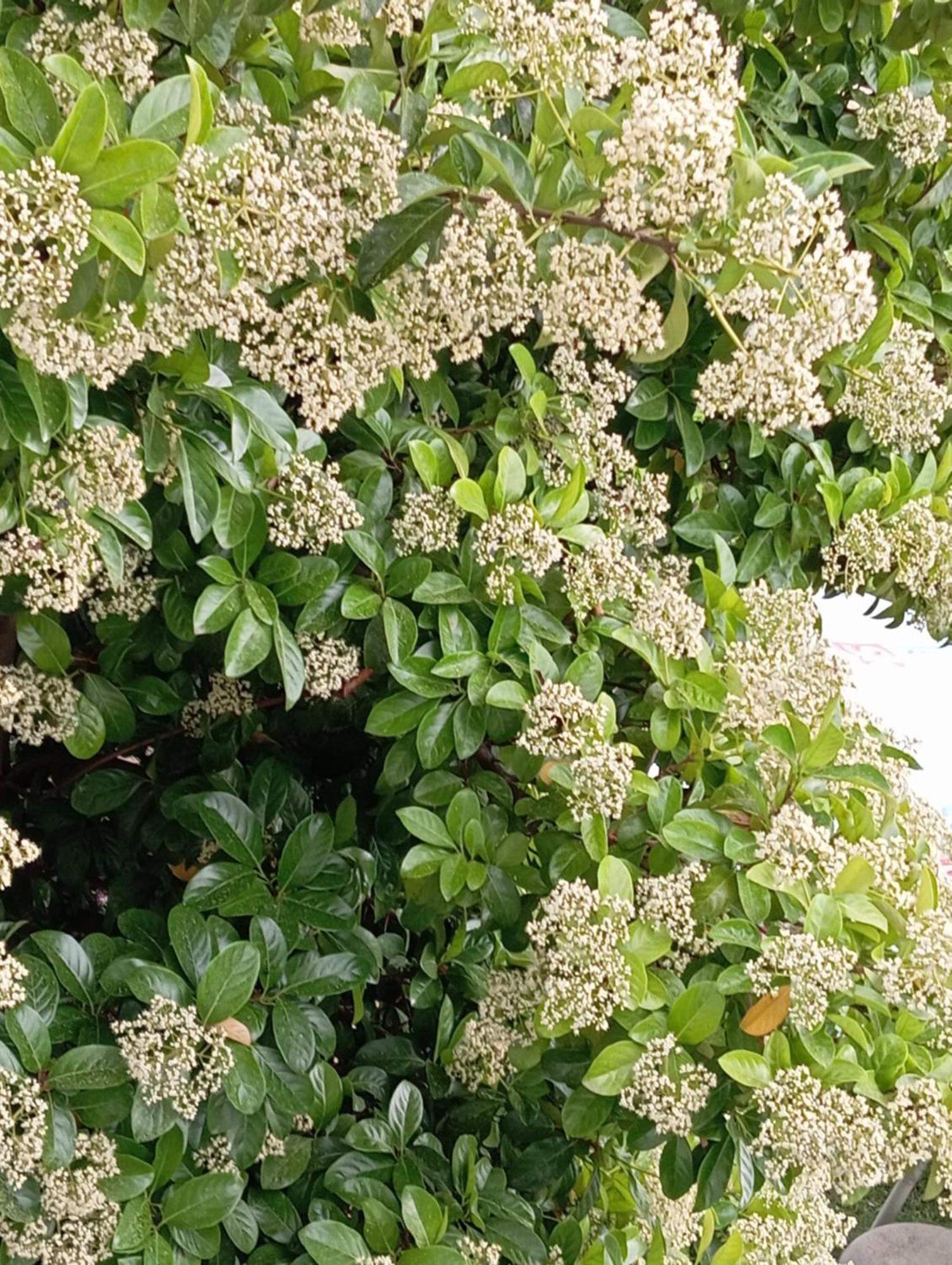 גולם A-Vila מראה חיצוני תמונה